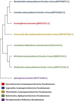 What do we know about the microbiome of I. ricinus?